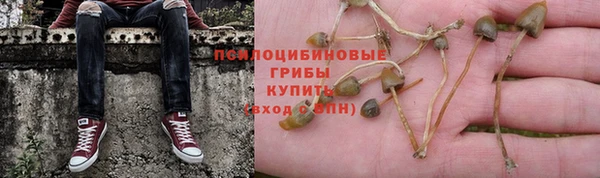 шишки Няндома